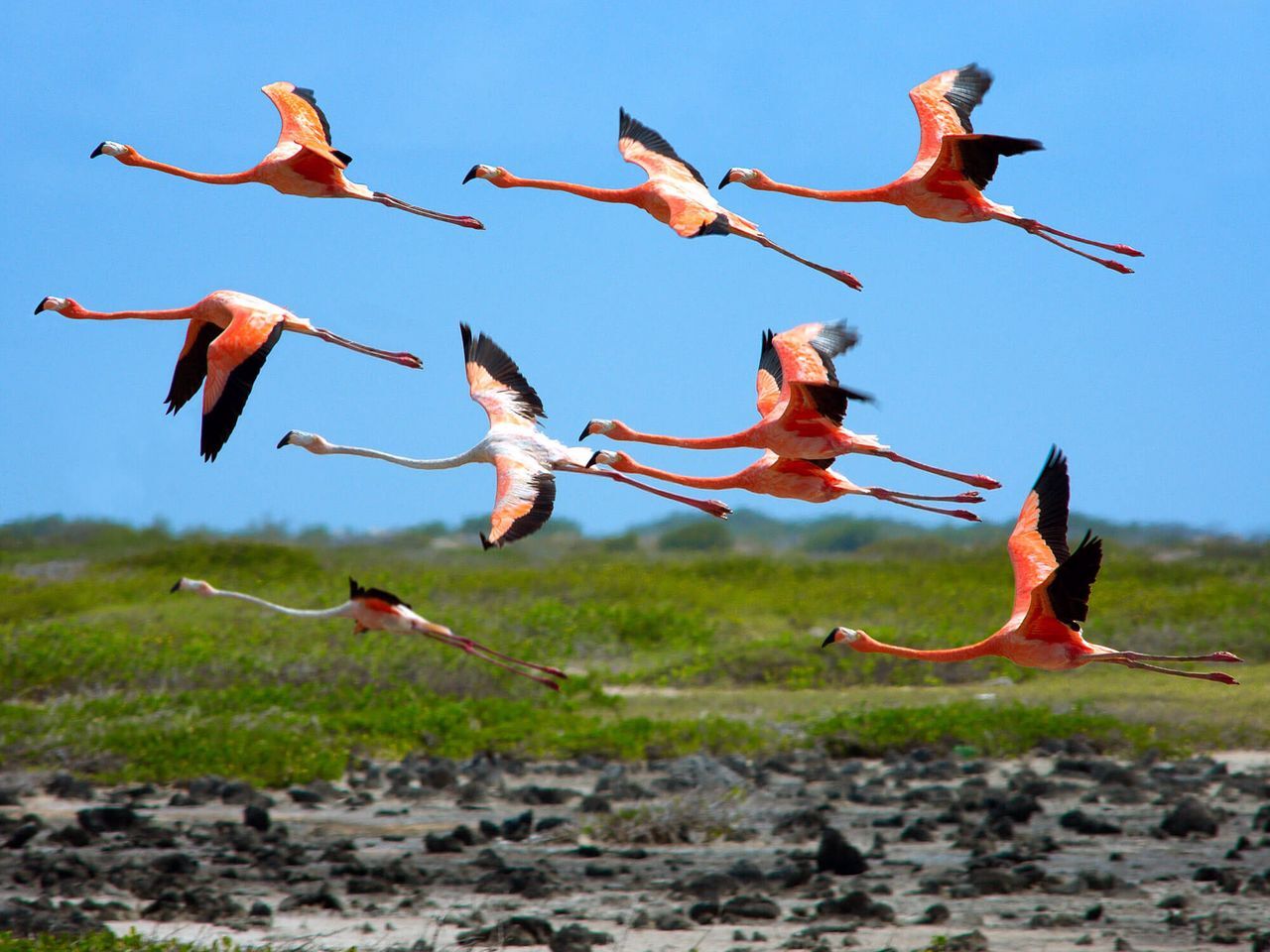 Flamingos in flight over Bonaire